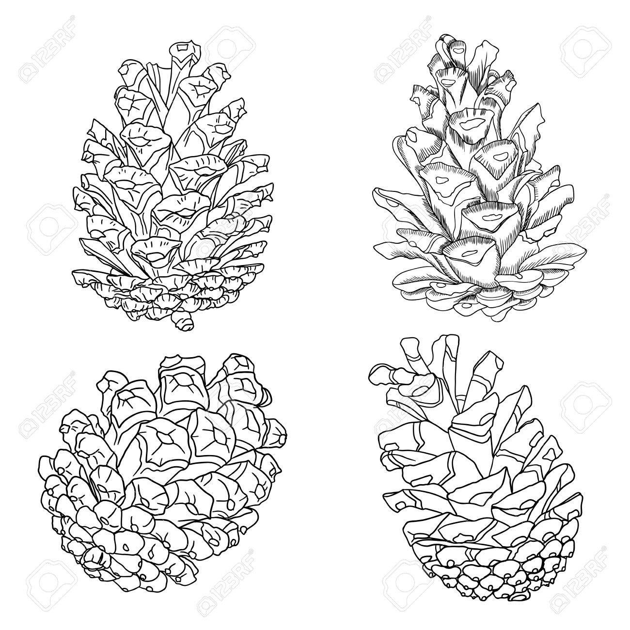 1300x1300 Set Of Sketch Hand Drawing Pine Cones On White Background