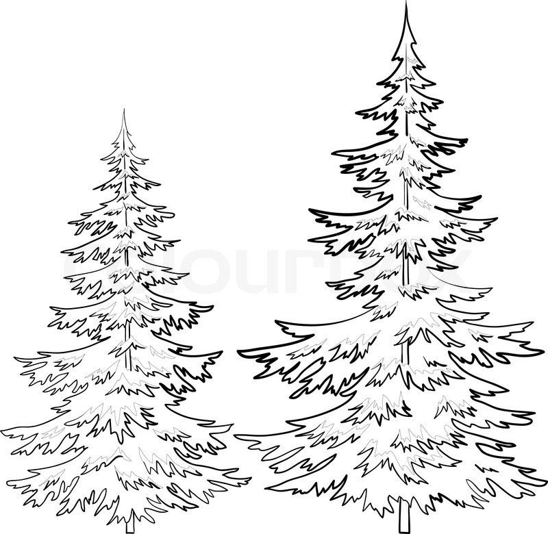 800x780 Trees, Fur Tree, Vector, Christmas Winter Symbol, Isolated