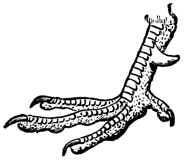 640x558 Foot Of Pheasant Clipart Etc