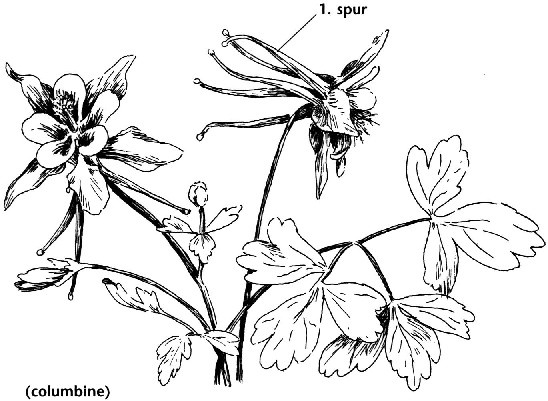 548x401 9 Best Ophelia's Flowers Primary Sketches Images