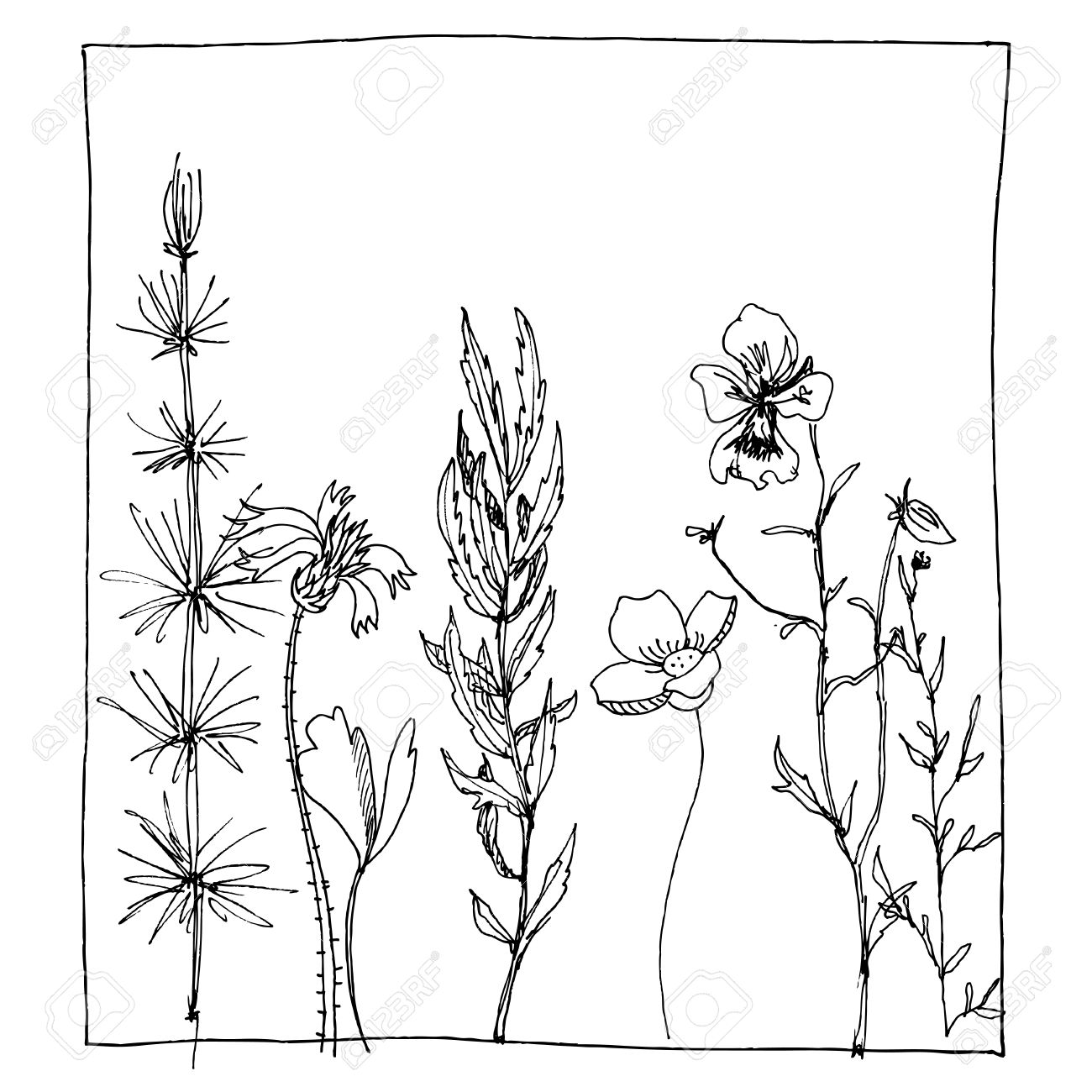 1300x1300 Floral Composition With Ink Drawing Herbs And Flowers In