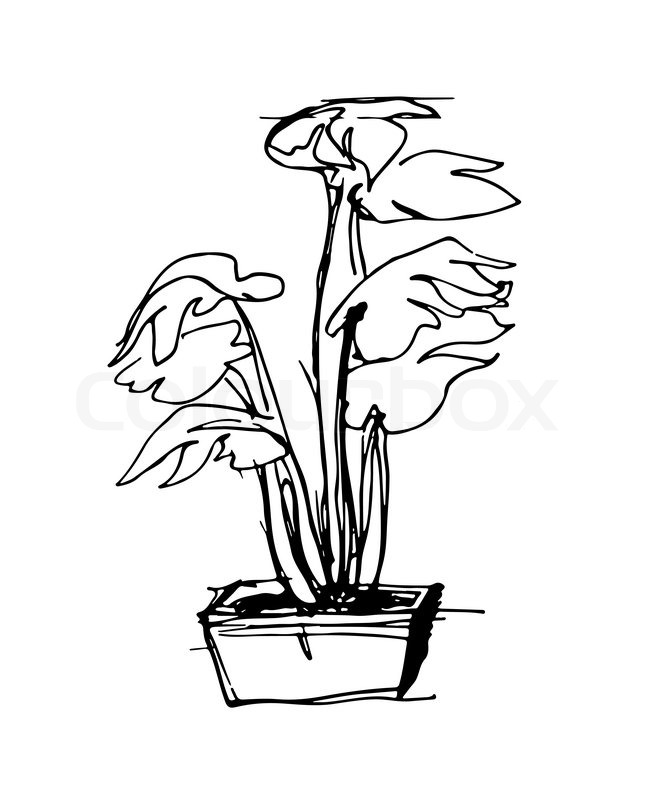 648x800 Black And White Vector Sketch Of The Room In Square Flower Pot