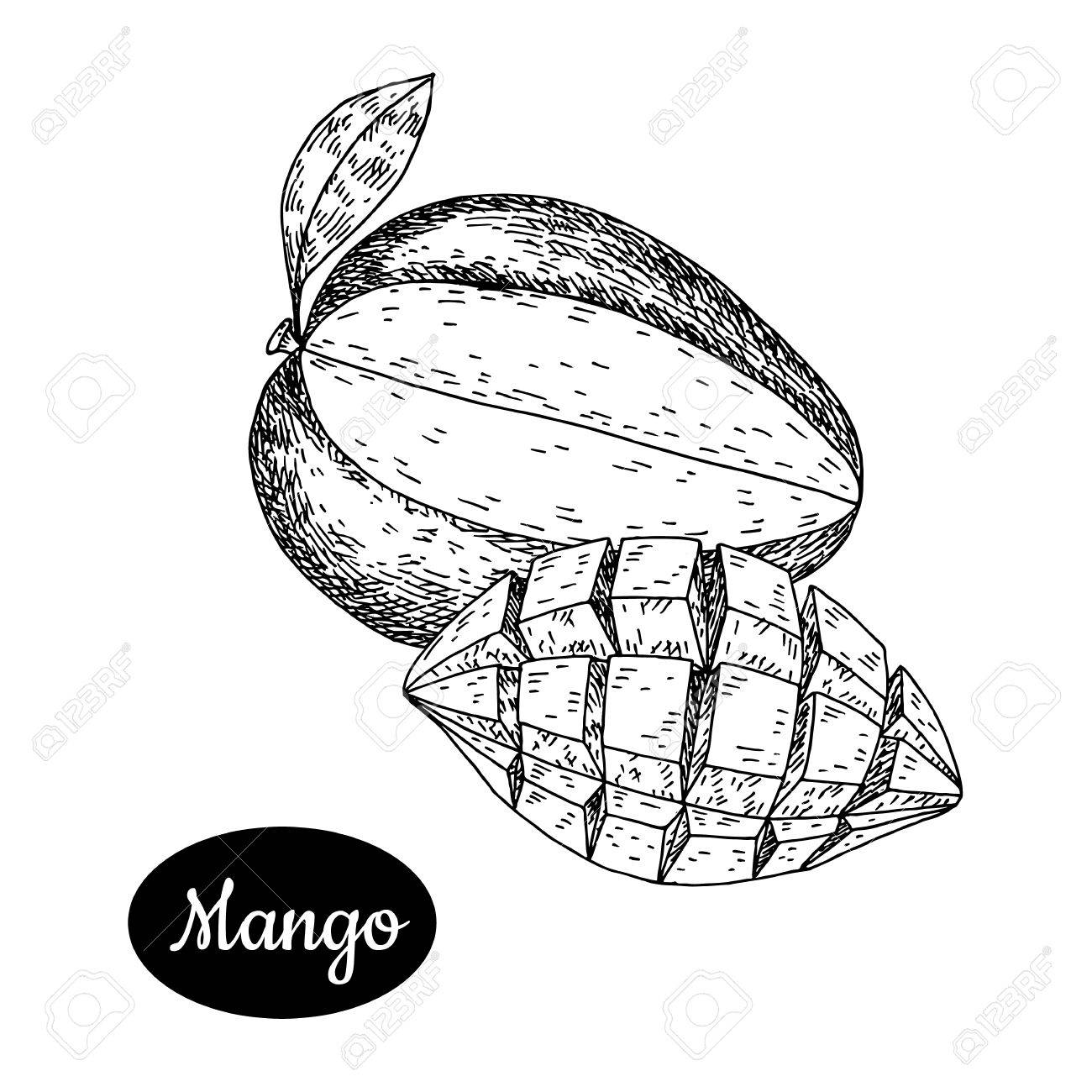 1300x1300 Fresh Mango Hand Drawn Sketch Style Tropical Summer Fruit Vector