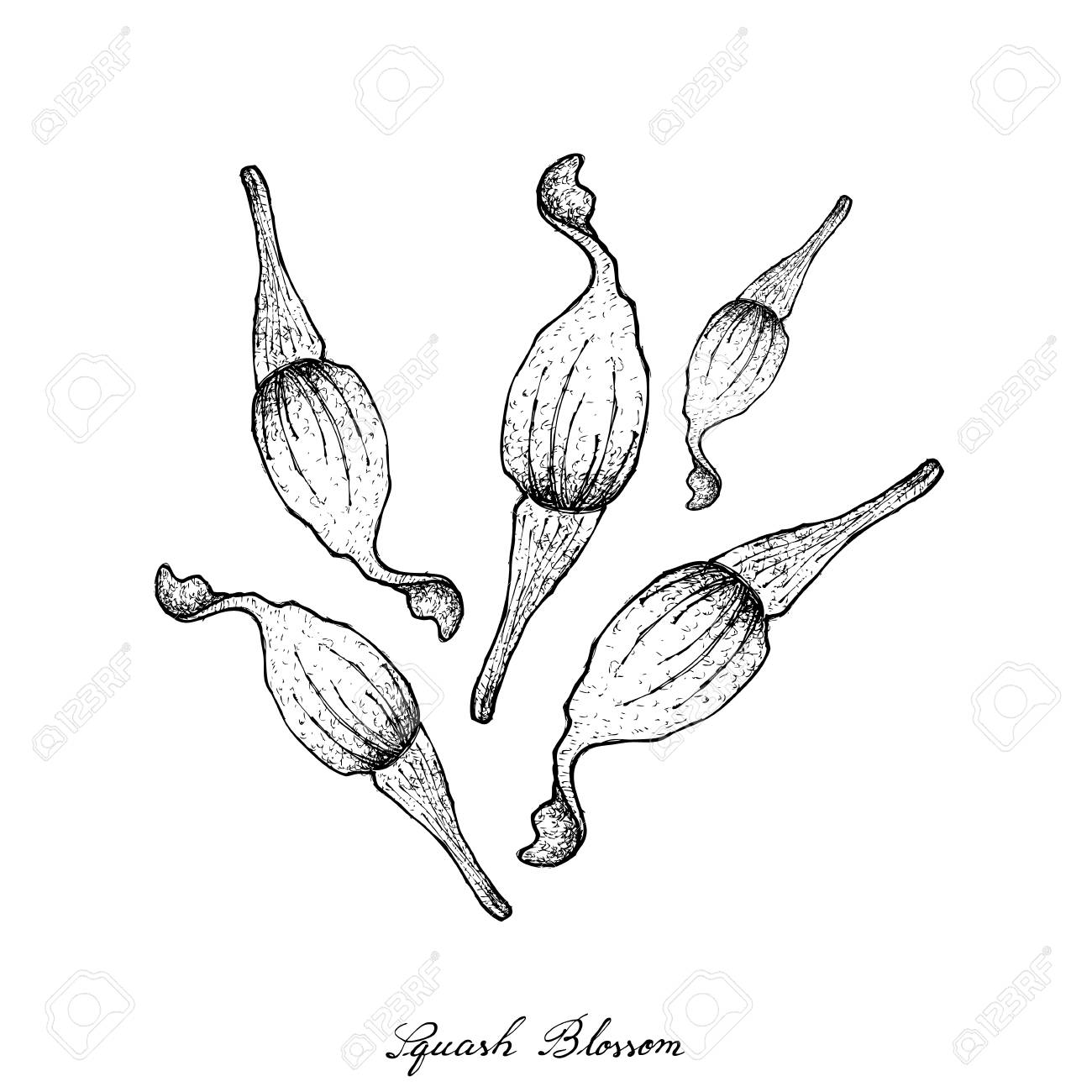 1300x1300 Vegetable, Illustration Of Hand Drawn Sketch Fresh Squash Blossoms