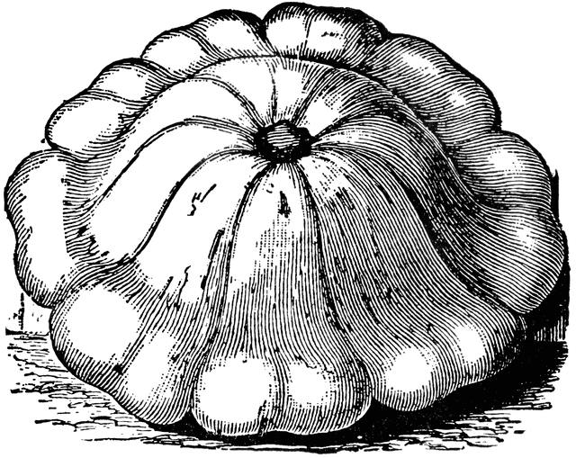 640x509 White Bush Squash Clipart Etc