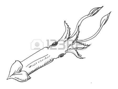 Squid Drawing