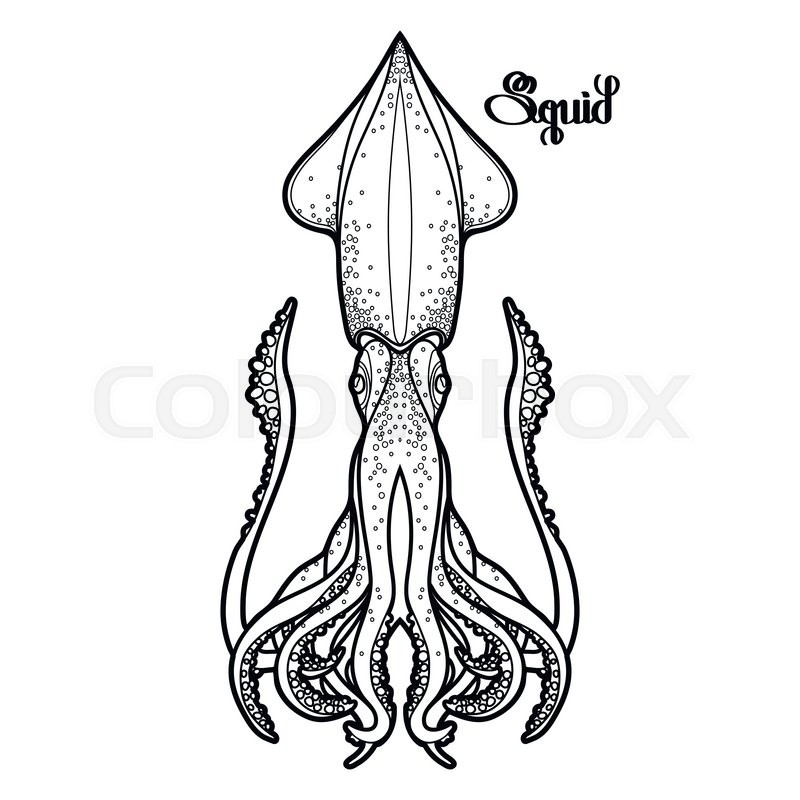 800x800 Graphic Vector Squid Drawn In Line Art Style. Sea And Ocean