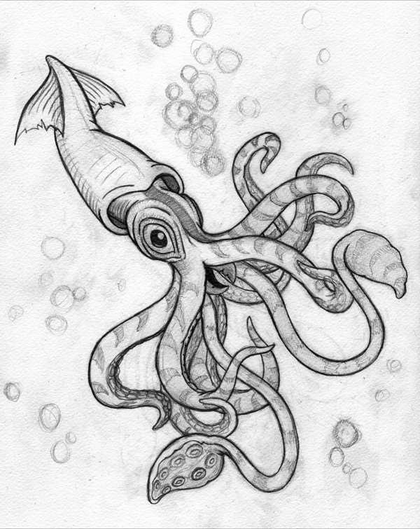 600x755 Tiger Squid Sketch By Ashleyrussell