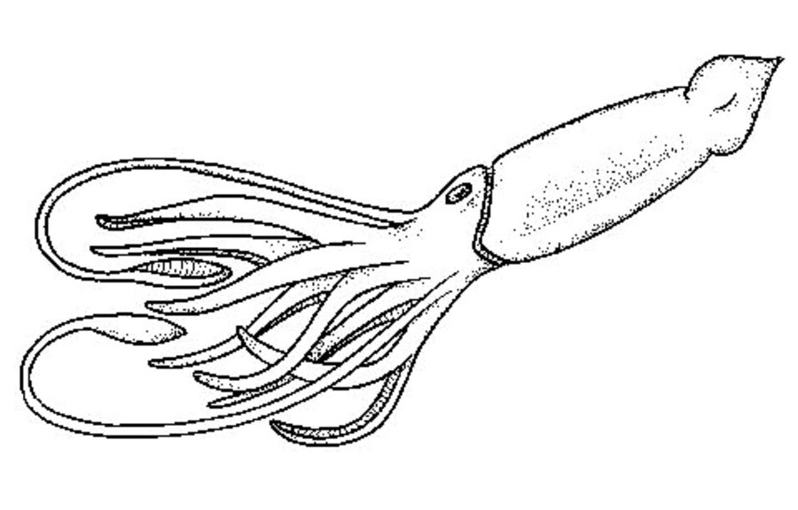 900x576 Coloring Pages Squid, Printable For Kids Amp Adults, Free
