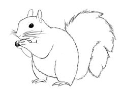 236x175 How To Draw A Squirrel Squirrel, Drawings And Animal