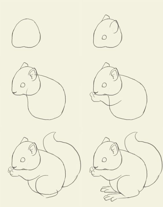 564x716 Learn To Master The Sweet And Playful Squirrel Art Squirrel Art