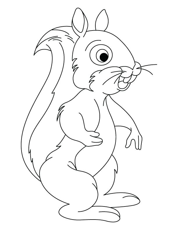 612x792 Coloring Pages Of Squirrels Baby Squirrel Coloring Page Coloring