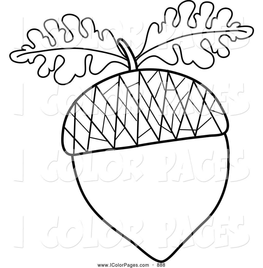 1024x1044 Nut Clipart Outline