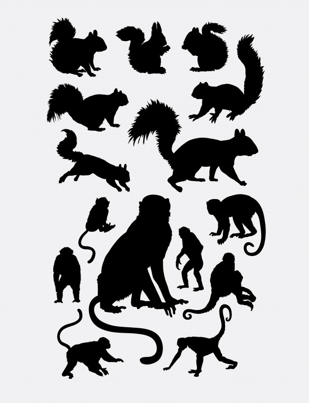 626x814 Squirrel Vectors, Photos And Psd Files Free Download