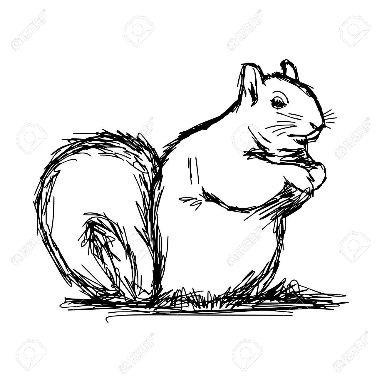 1300x1300 Illustration Vector Hand Draw Doodles Of Squirrel Isolated
