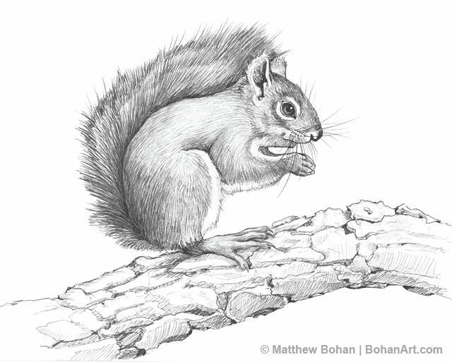 640x513 American Red Squirrel Pencil Sketch Matthew Bohan Art