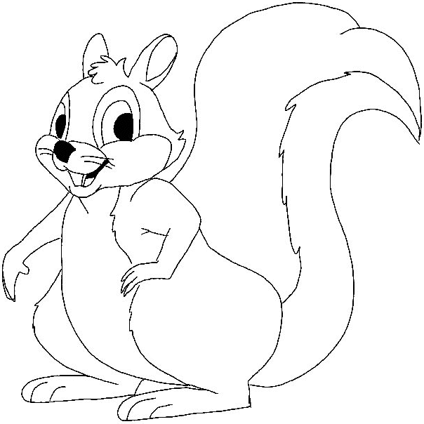 604x604 Squirrel Drawing
