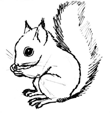445x456 Coloring Pages Appealing Squirrel Drawing 004 Coloring Pages