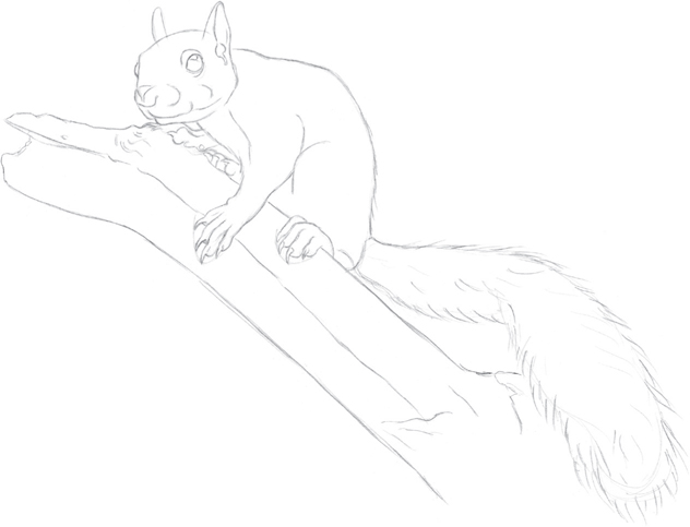 632x483 Gray Squirrel