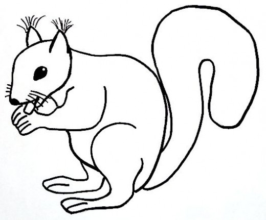 520x431 How To Draw A Squirrel Step By Step For Kids Hubpages