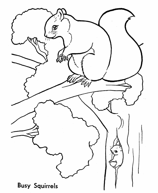670x820 Squirrel Pictures For Kids