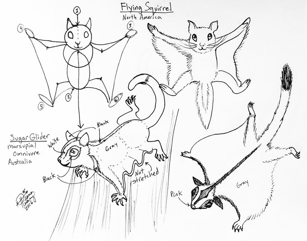 1010x792 Draw Flying Squirrel And Sugar Glider By Diana Huang