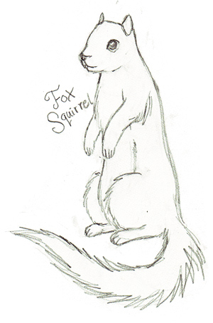 300x454 Fox Squirrel. The Little Nuthatch