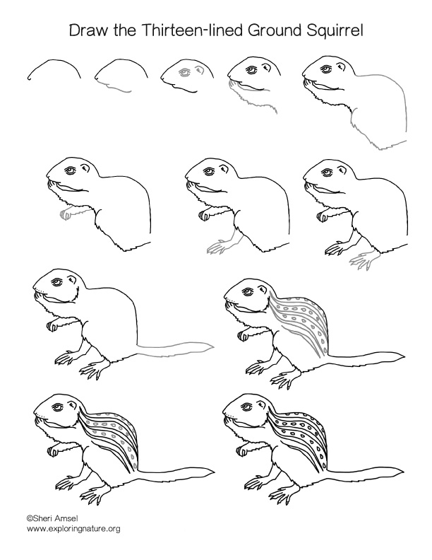 612x792 Squirrel (Thirteen Lined Ground) Drawing Lesson