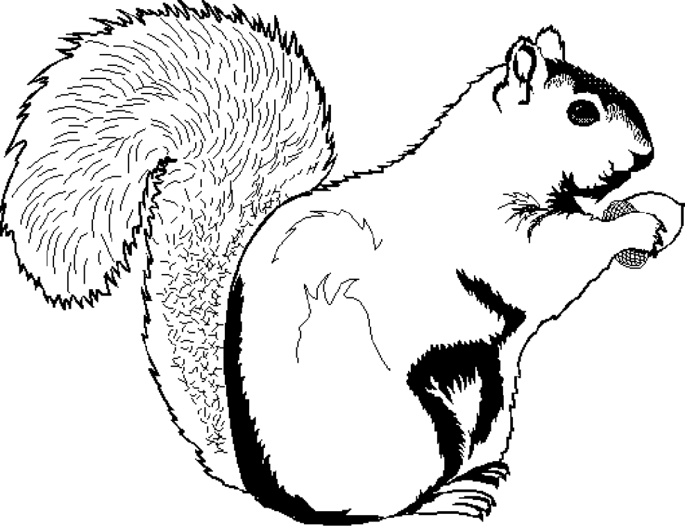 987x760 Squirrel Clipart Outline