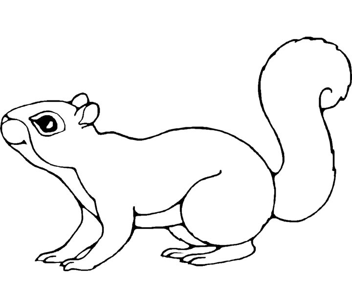 720x576 Squirrel Coloring Pages