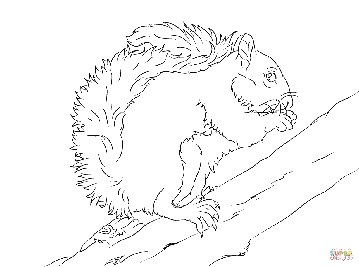 1228x916 Squirrel Coloring Pages