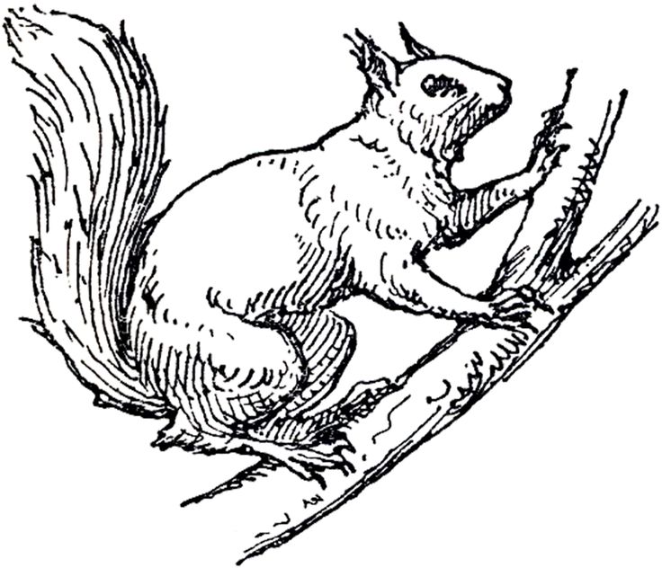 Squirrel In Tree Drawing at GetDrawings | Free download
