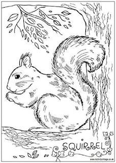 228x320 Squirrels