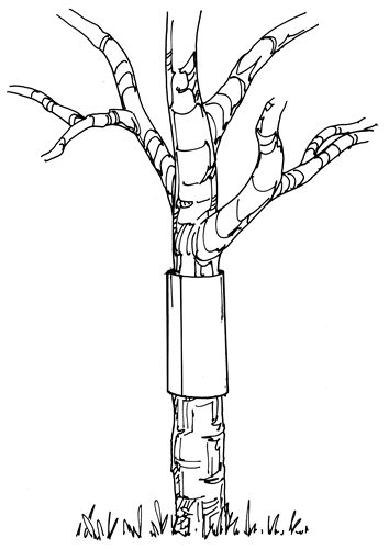 354x500 Tree Squirrels