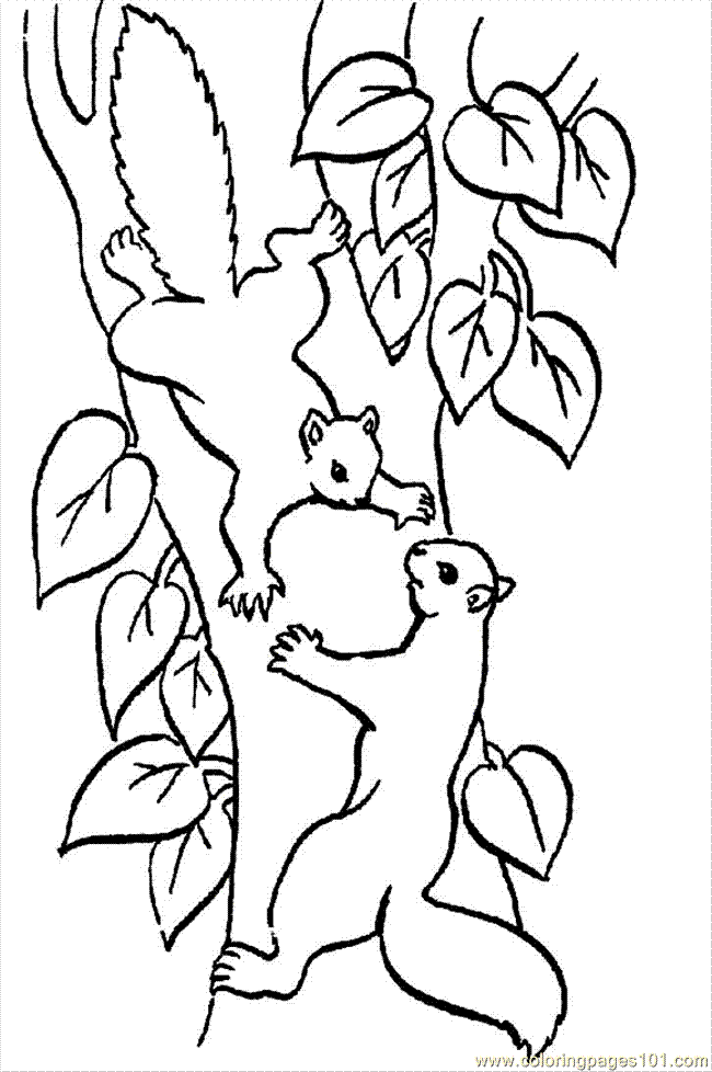 650x978 Two Squirrels In A Tree Coloring Page