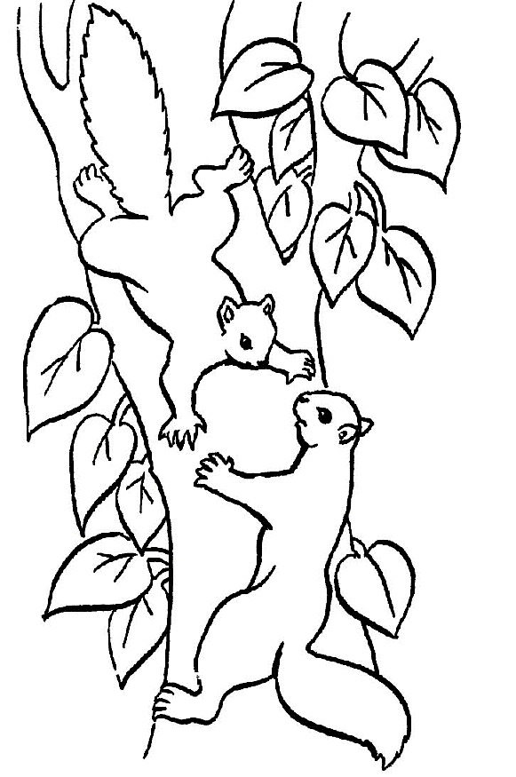 581x875 Coloring Two Squirrels In A Tree Picture
