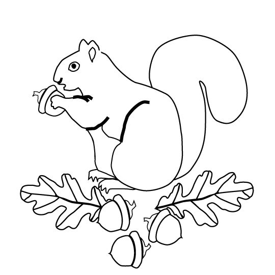 540x540 52 Best Squirrels To Color Images On Coloring Books