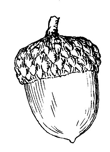377x521 Acorn Drawing Outline