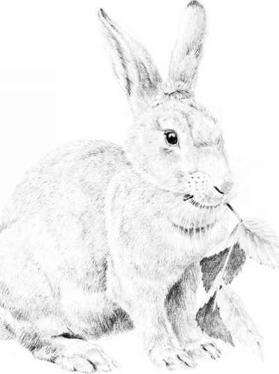400x536 Drawing A Cottontail Rabbit
