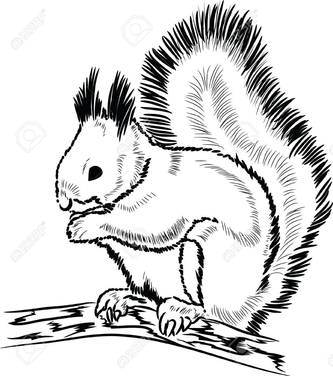 1152x1300 Hand Drawn Squirrel Lineart Royalty Free Cliparts, Vectors,