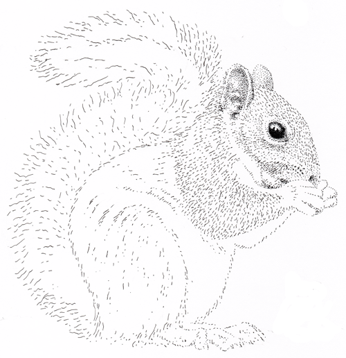 500x516 Mike Budden. Artist And Illustrator. Uk Squirrels