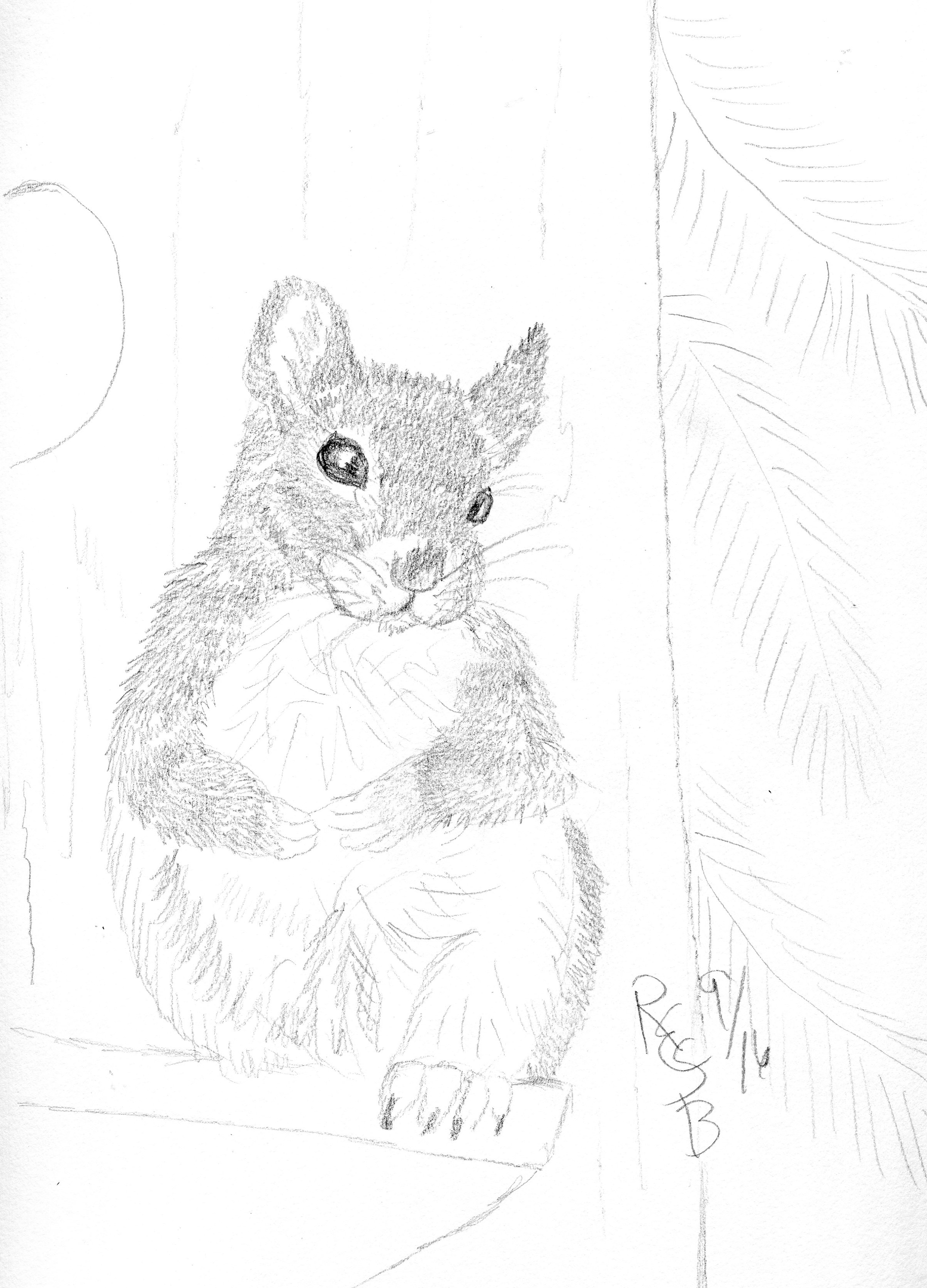 2400x3336 Squirrel Sitting On Bird House My Original Art Work
