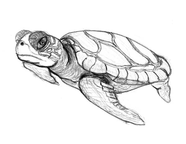 600x464 Sea Turtle Pencil Sketch Free Coloring Page Sea Turtle