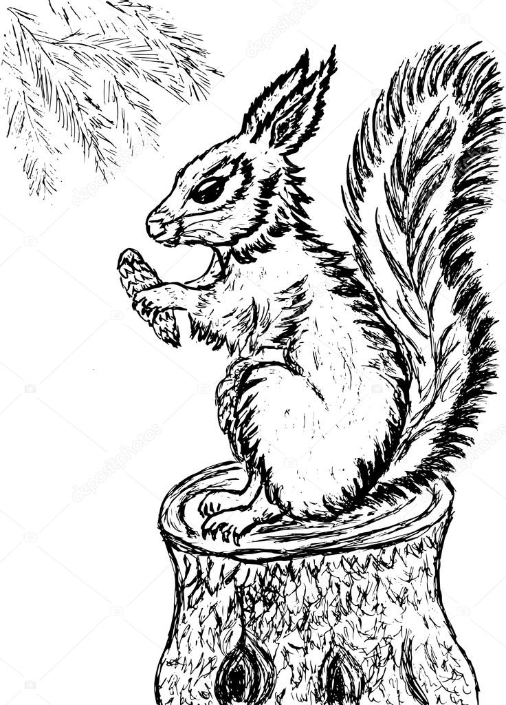 736x1024 Squirrel Sketch Stock Vector Artshock