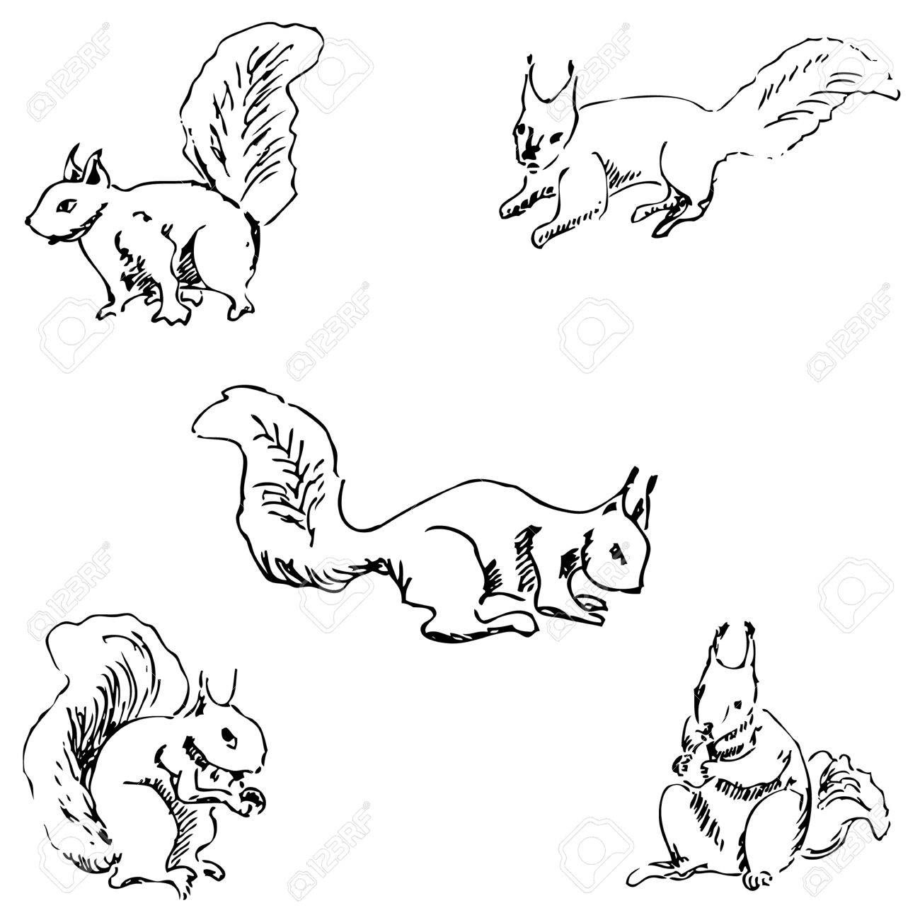 1300x1300 Squirrels In Different Positions. Pencil Sketch By Hand. Vector