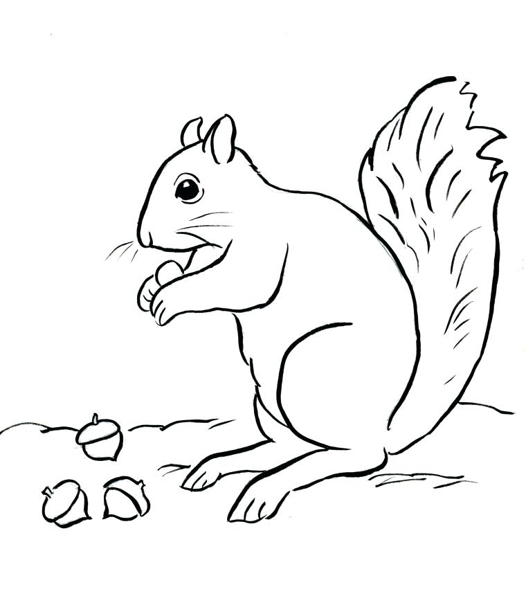 760x861 Coloring Pages Of Squirrels Drawn Squirrel Printable 5 Coloring