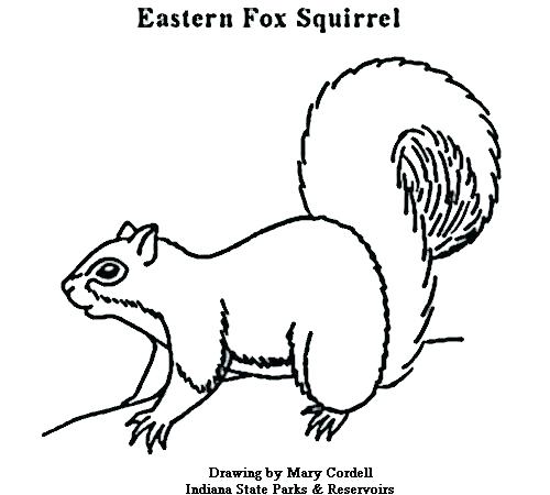500x450 Coloring Pages Of Squirrels Extraordinary L Drawing Cute Ls Full