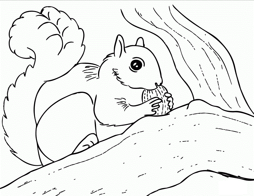 841x650 Free Printable Squirrel Coloring Pages For Kids