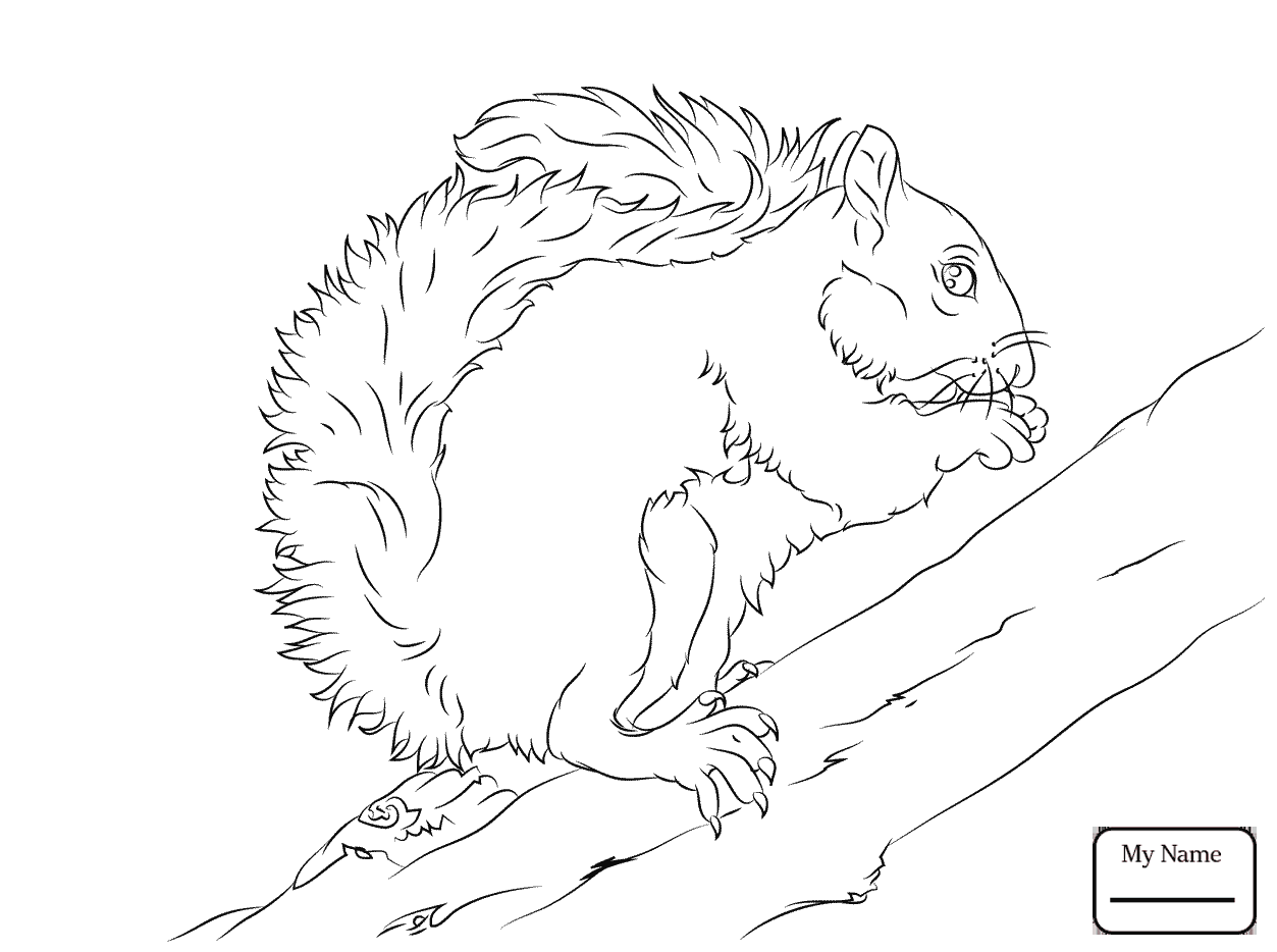 1253x934 Grey Squirrel Squirrels Mammals Squirrels Coloring Pages