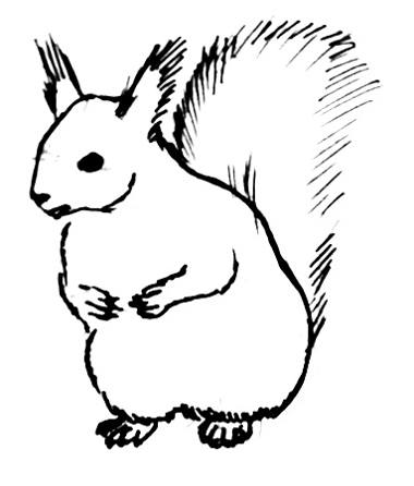 380x446 How To Draw A Squirrel